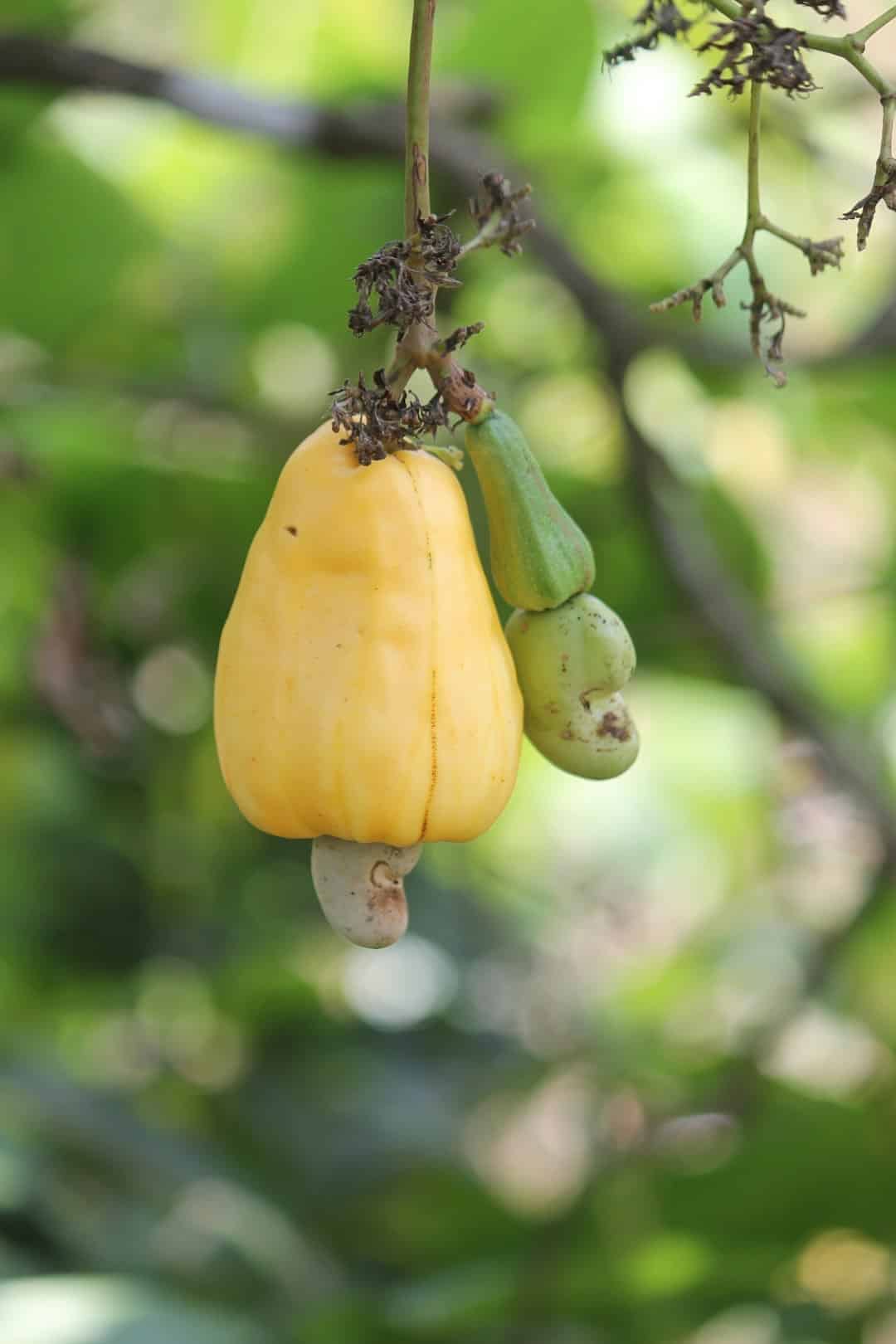 Two cashew apples and nuts hanging from a branch.